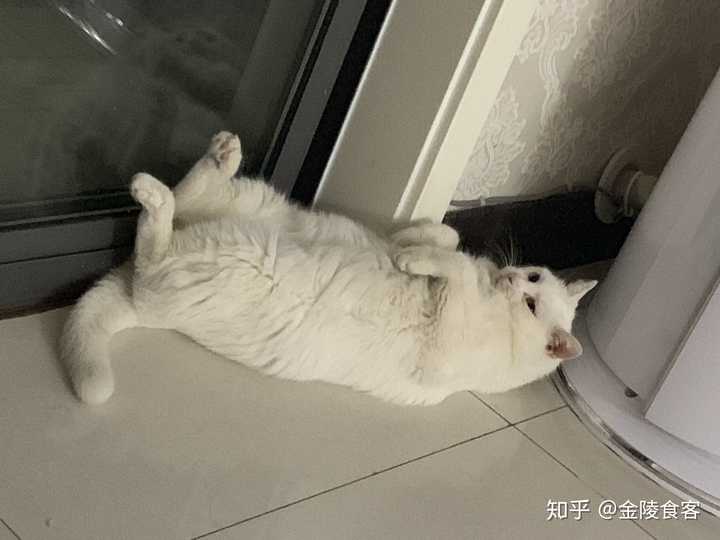 猫为什么会在地上打滚?