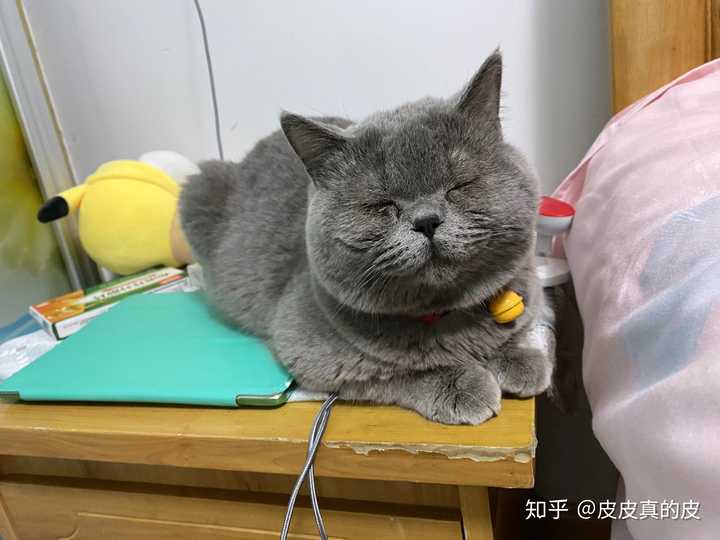 近两岁的蓝猫为什么不发腮?