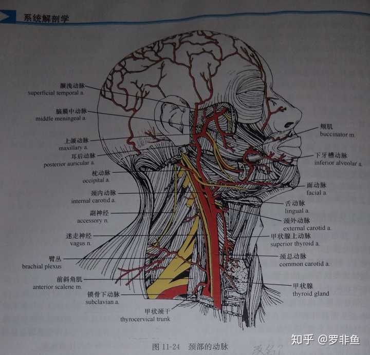 也就是颈部的"大动脉".