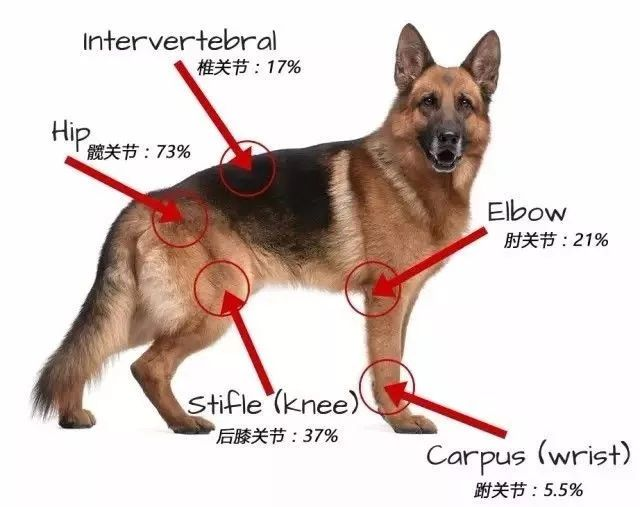 狗狗各关节部位发病概率