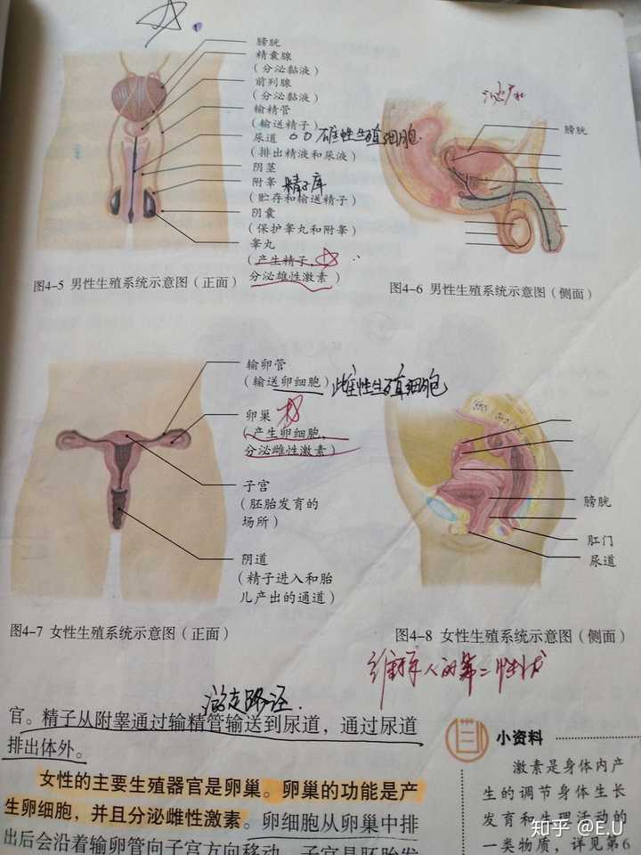 怎么样可以快速补初一下册生物知识?