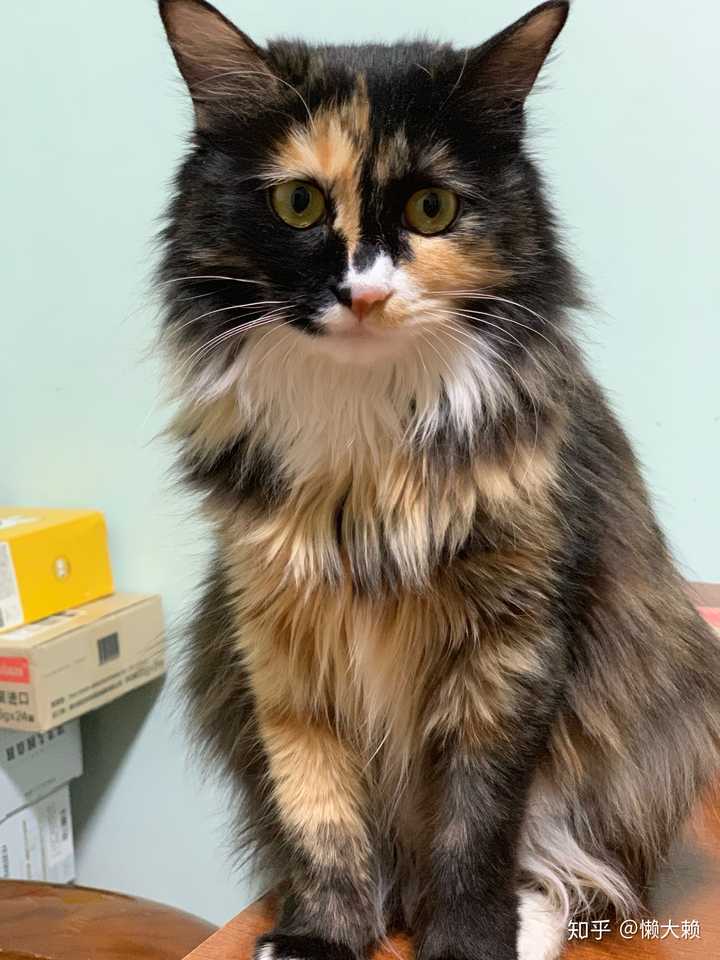 最好看的三花猫长什么样子?