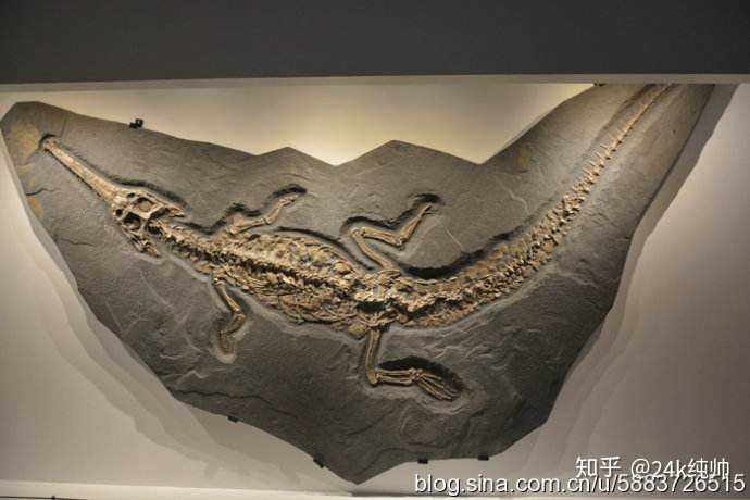鳄类,恐龙时代延续至今 鳄鱼化石(上)现今鳄鱼(下)
