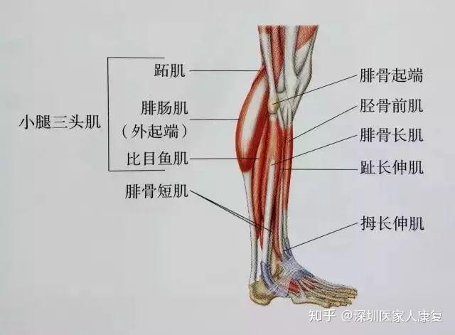 小腿肌肉结构图