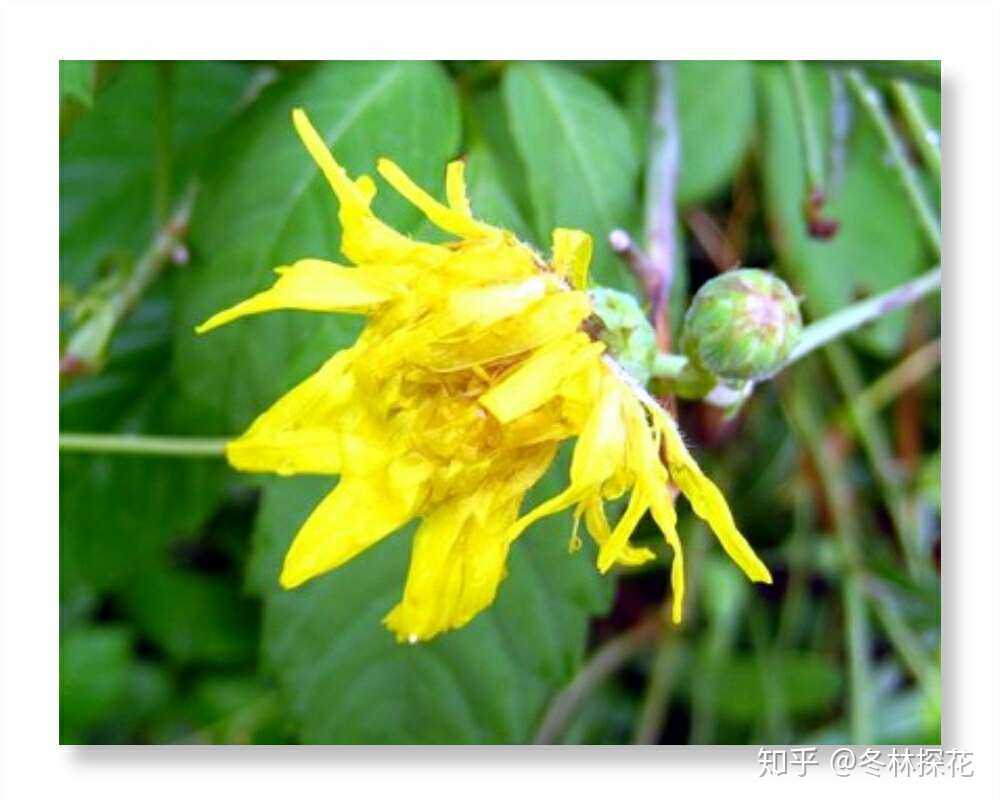 苦苣花,8月12日的