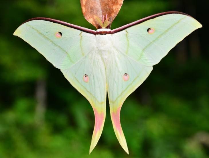 淡淡的薄荷绿色,和外面那些花福蝶比起来啊,这蛾子才是女神啊,那些