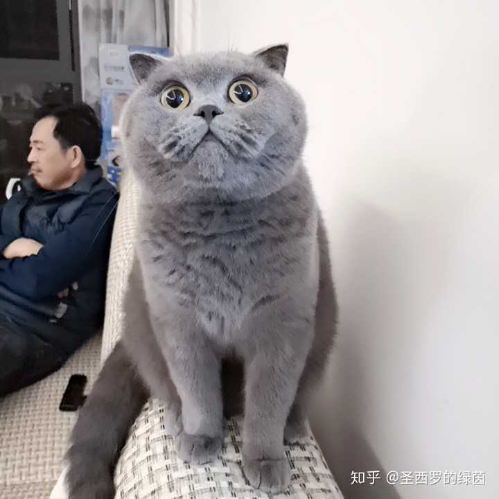 请问大家英短蓝猫在国内是什么价格?