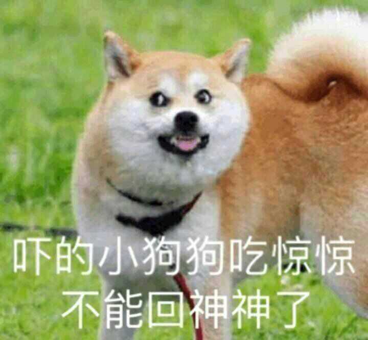 额你们有没有有趣的狗狗表情包
