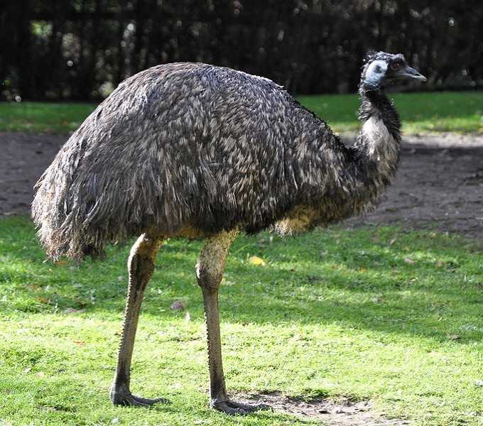 鸸鹋(emu)与鸵鸟(ostrich)是同一种生物吗?