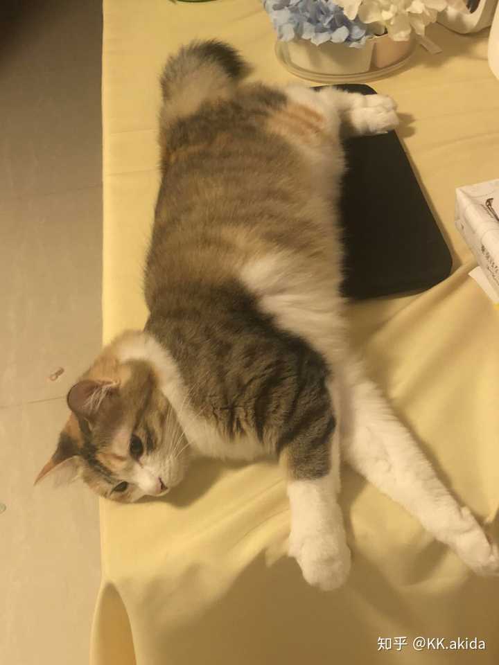 她就会发出长长的猫叫,音很高(她声音很好听)