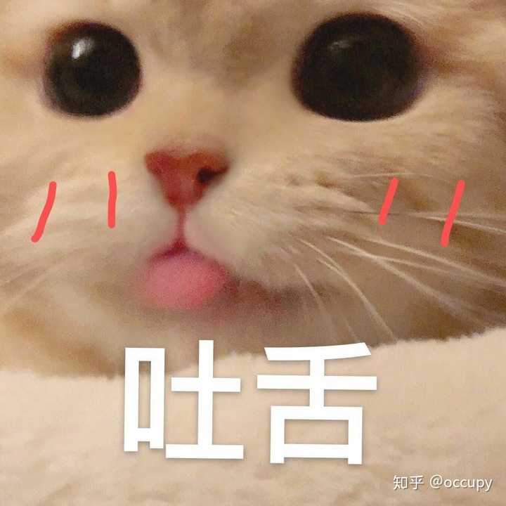 有没有好看的猫咪壁纸或头像?