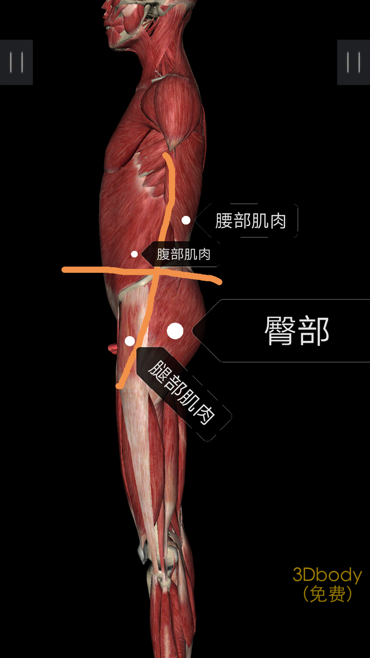 臀部和腹部 是让骨盆后倾的肌肉 腰部和腿部 是让骨盆前倾的肌肉 !