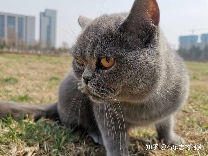 家里有只蓝猫是什么样的体验?