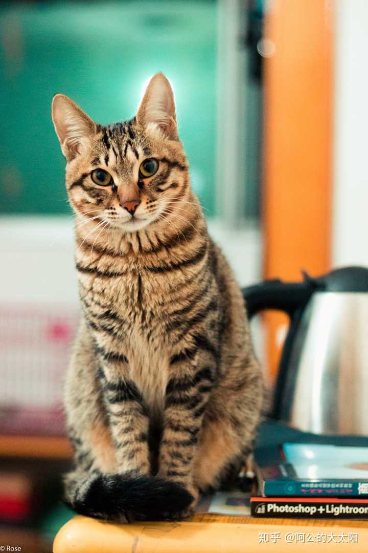 中华狸花猫在哪可以买到?有野性吗?