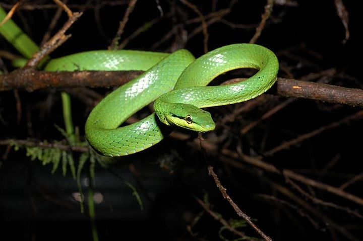 类似的绿色系的蛇还有 cyclophiops major翠青蛇 一种在国内有广泛
