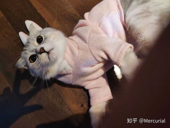 一只猫能可爱到什么程度?