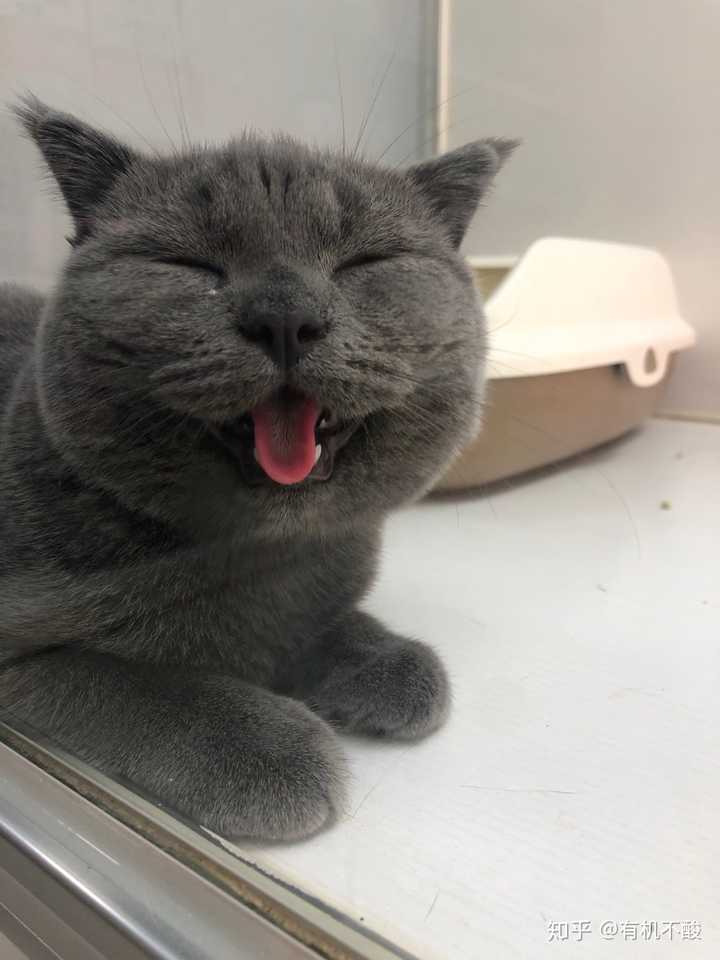 为什么蓝猫的牙齿一长一短?