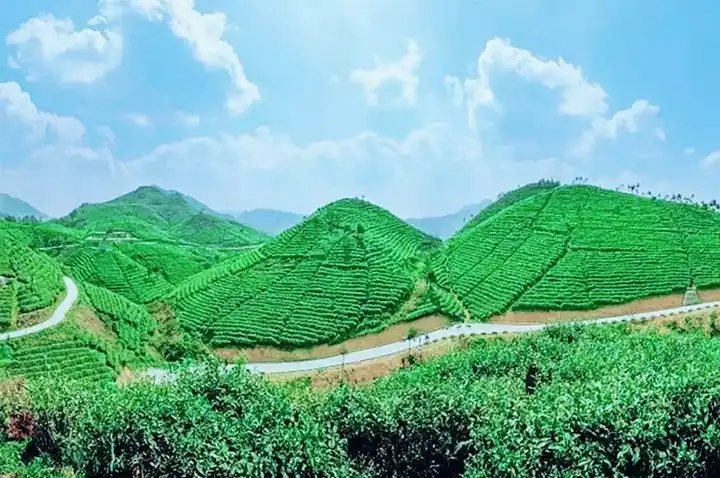 中国十大名茶之一的都匀毛尖的主产区就在螺丝壳茶园,它就像一幅丹青