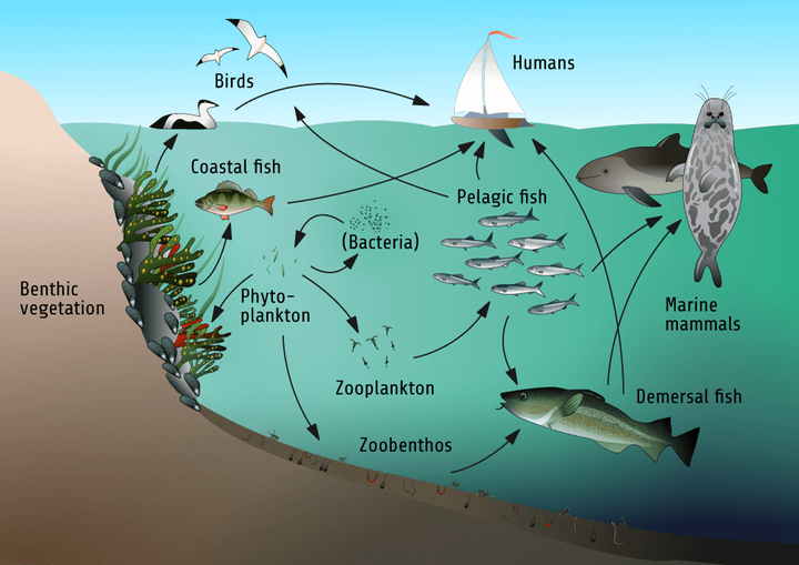 波罗的海食物网结构的简化示意图.插图:sebastiandahlstrm.