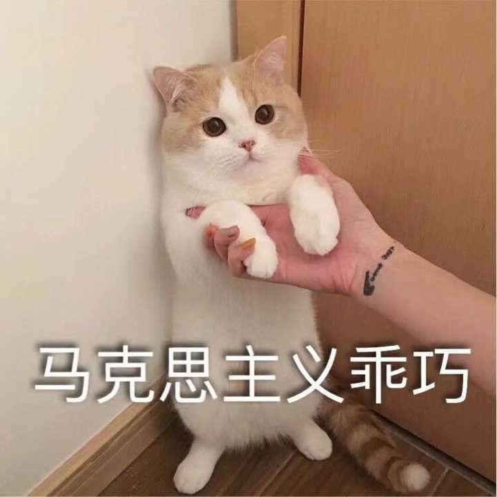 一只乖巧的猫