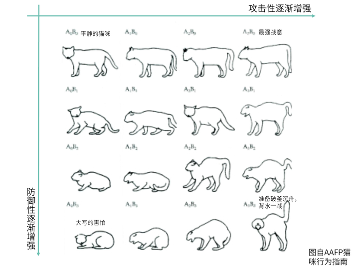 猫有哪些比较常见的肢体语言?