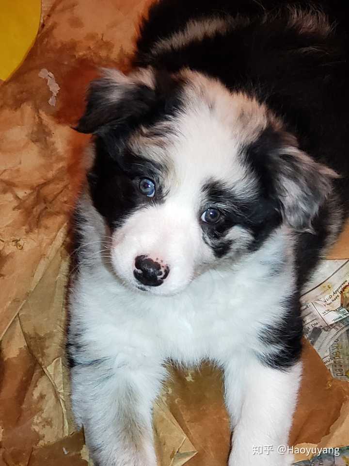 为什么边境牧羊犬的兰陨石狗狗身上会有一些咖啡色的毛