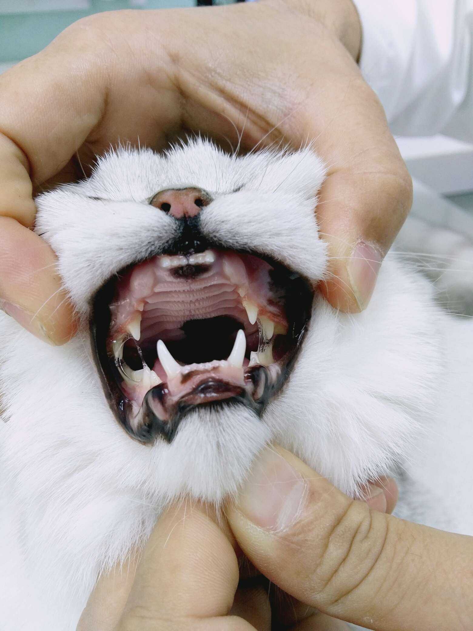 图中一个是上犬齿没有发育的,图二是牙齿错合.