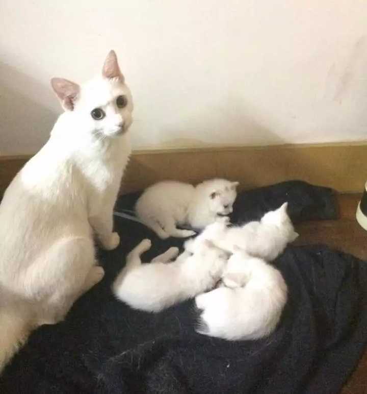 猫妈妈为什么叼着小猫往主人怀里塞?