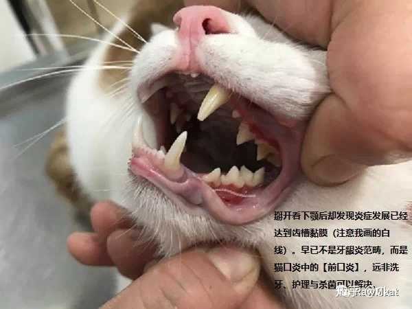 猫咪检查出杯状病毒,胃口很差怎么办?