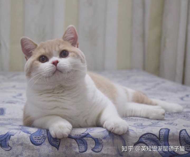 给你家英短拍过哪些满意的照片