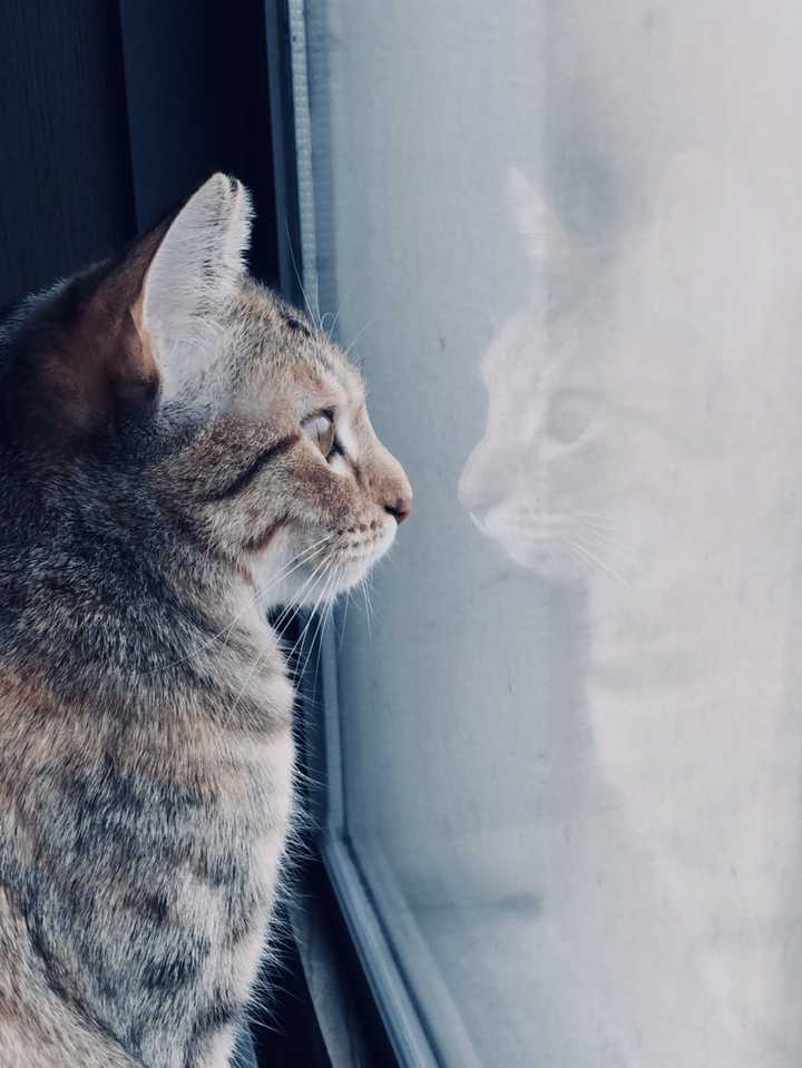多仔的爱好之一就是站在猫爬架上看窗外世界,从它眼里仿佛看到了沧桑
