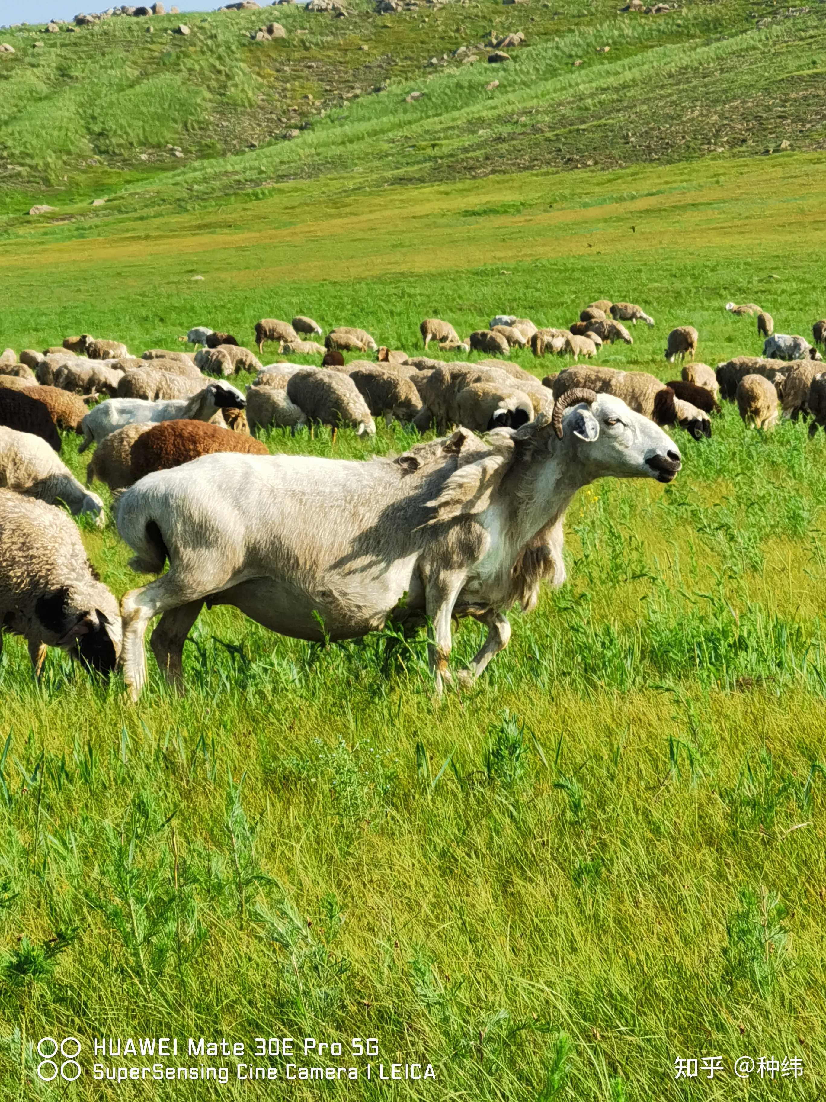 种纬 的想法: 呼伦贝尔大草原的山羊,还带着绒绒的