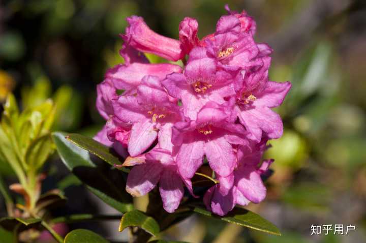 高山玫瑰杜鹃花提取物:抗氧,紧致