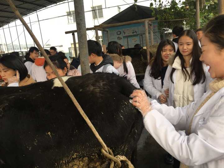 牛的直肠检查.把手从肛门伸进去一半