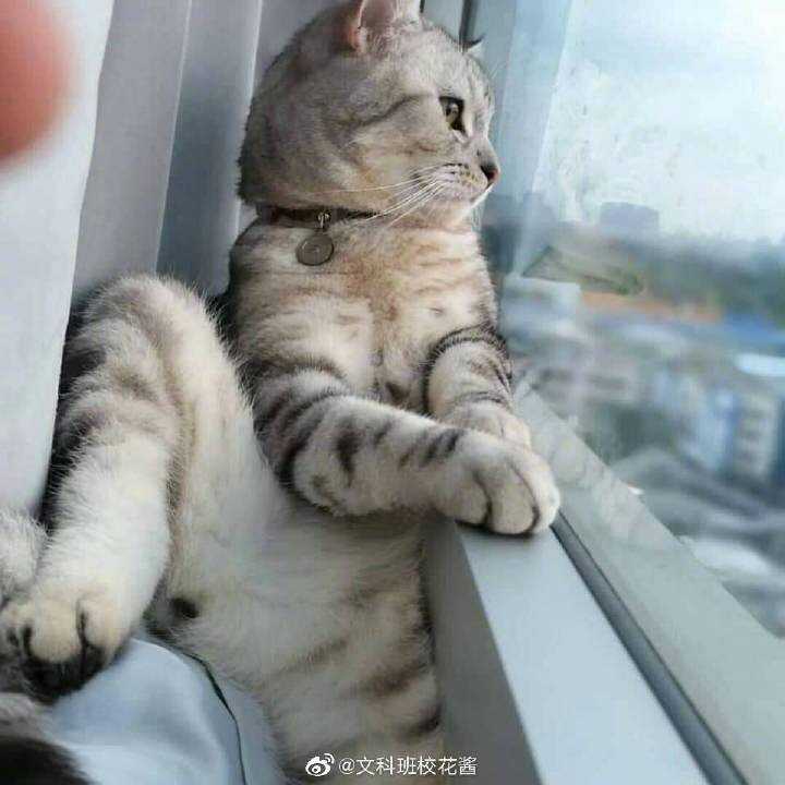 不知道为什么 忧愁总围绕着我