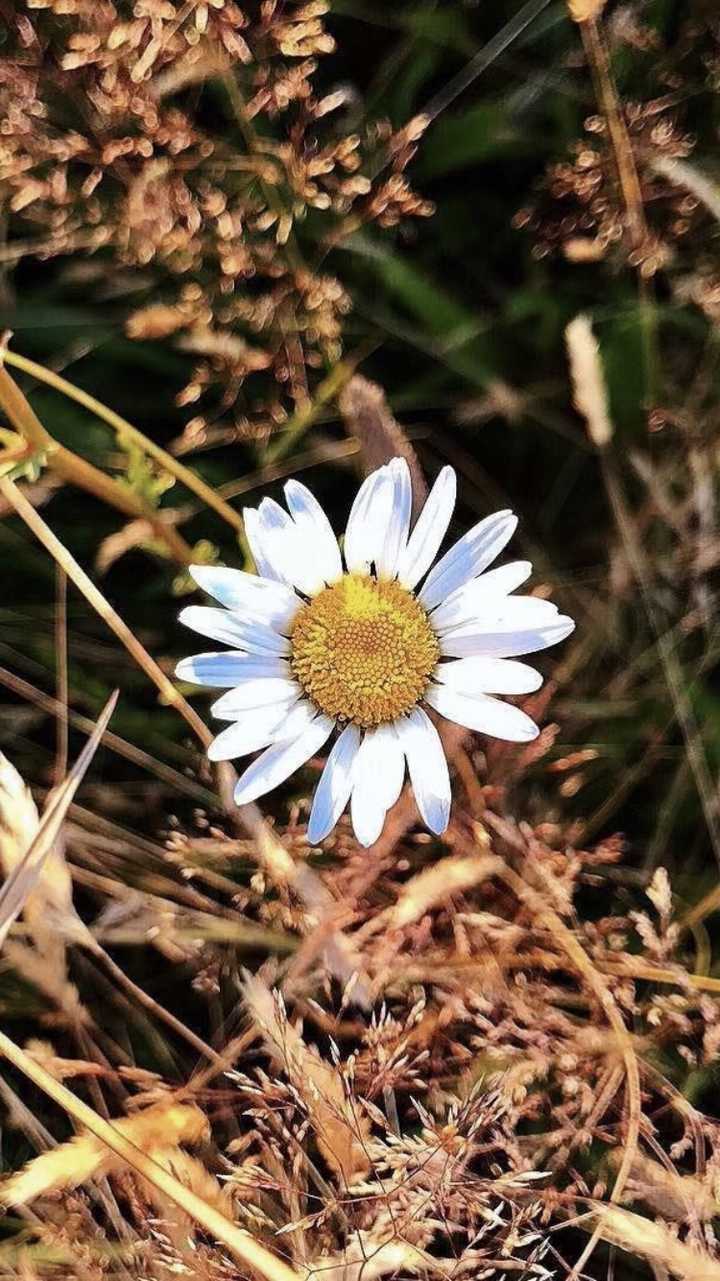 我的手机屏保是我最爱的小雏菊