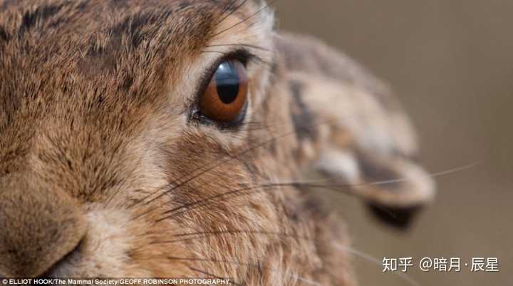 一般常见的食肉动物,猫科犬科,虹膜颜色一般比较浅,黄色系很多,瞳孔的