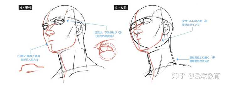 【2】画出正面和四分之三侧面的纵向辅助线和球体中央的横向辅助线