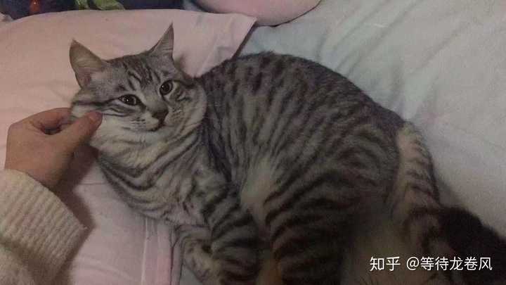 如何辨别虎斑跟狸花猫.这到底是啥玩意儿?