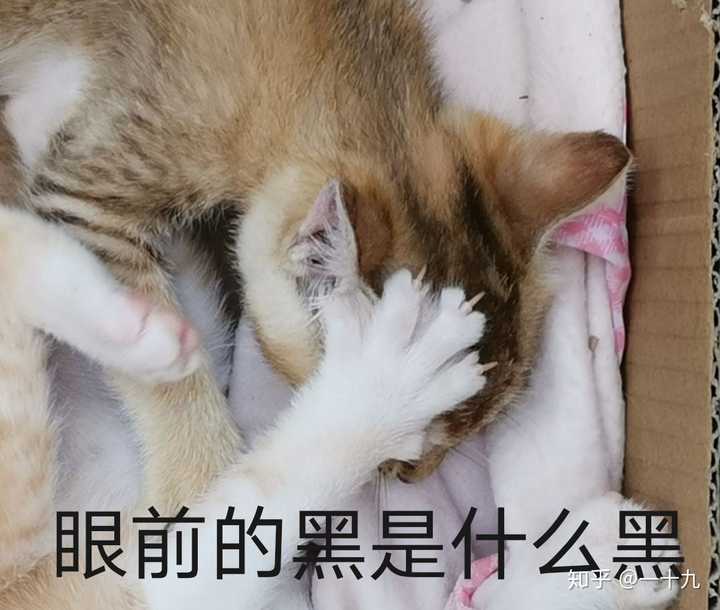 新手同时养两只猫是一种怎样的体验?