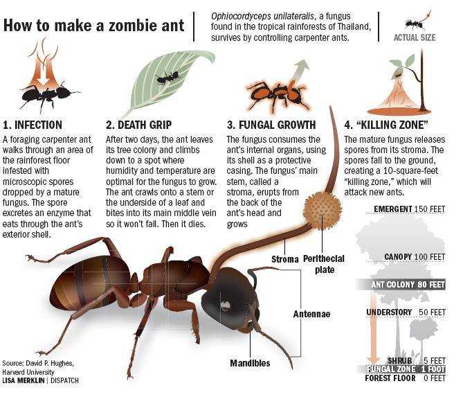 「死亡之咬」(death grip),在这个过程中菌丝会慢慢地充满蚂蚁的身体