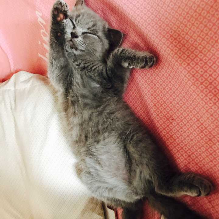 养一只英短蓝猫是什么体验?