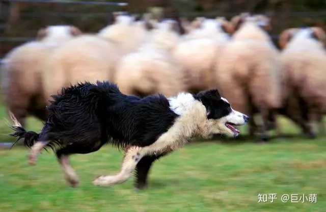 牧羊犬为什么会牧羊?牧羊人天生就会牧羊吗?如果不是