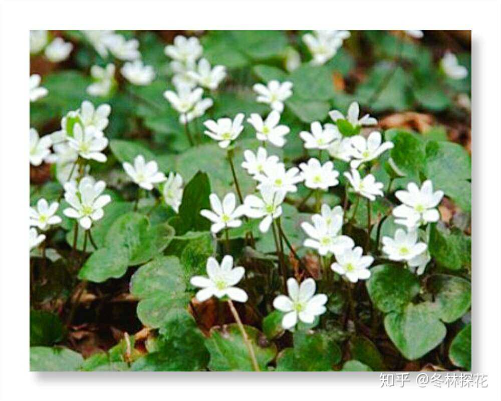 沙洲草,2月12日的