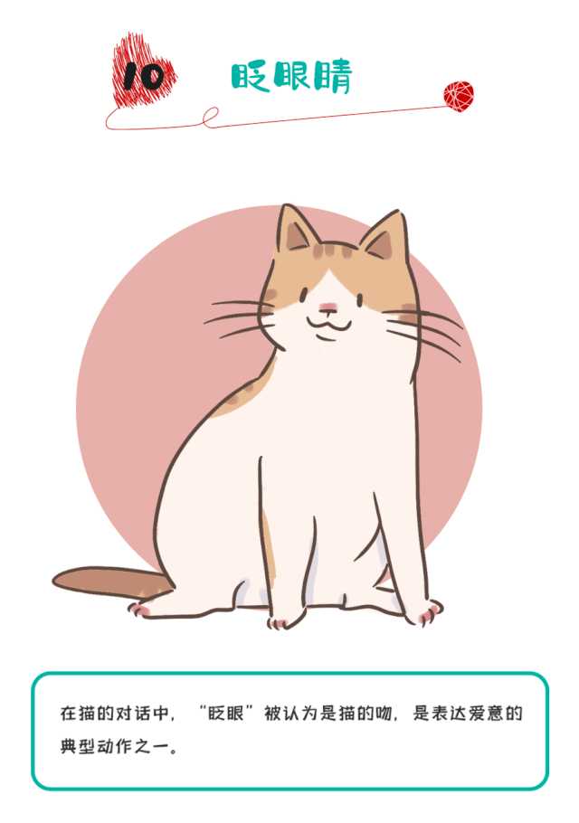 养猫的人什么时候觉得猫也爱着你