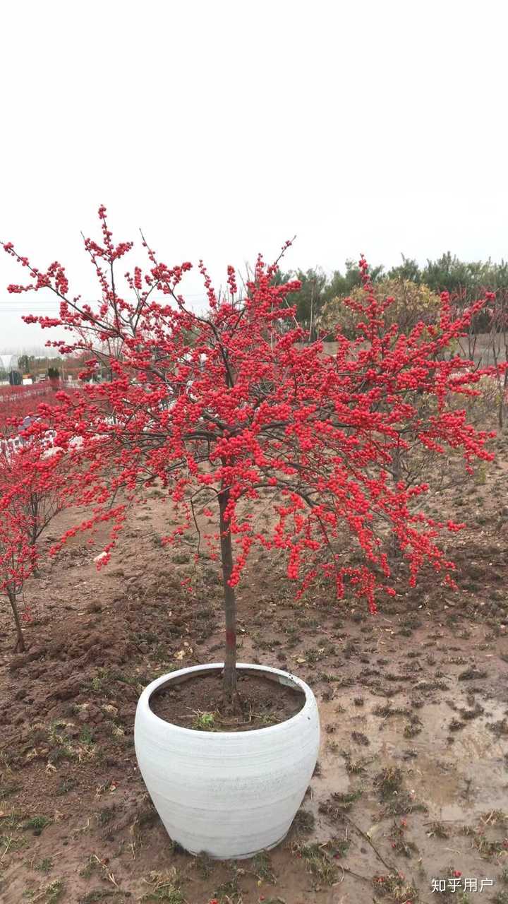 冬天落叶结红豆的植物是什么?