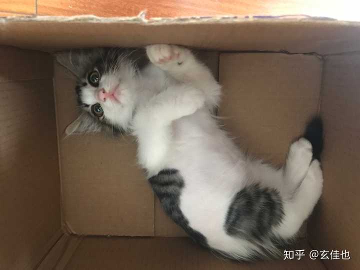 狸花猫好养吗?给主人的生活带来了什么变化?