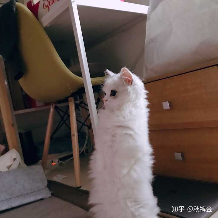 更新一下,不掉毛是假的,只是时候未到.