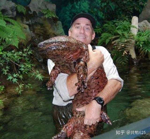 12.这个人很幸运找到一只巨型蝾螈.真不可思议.
