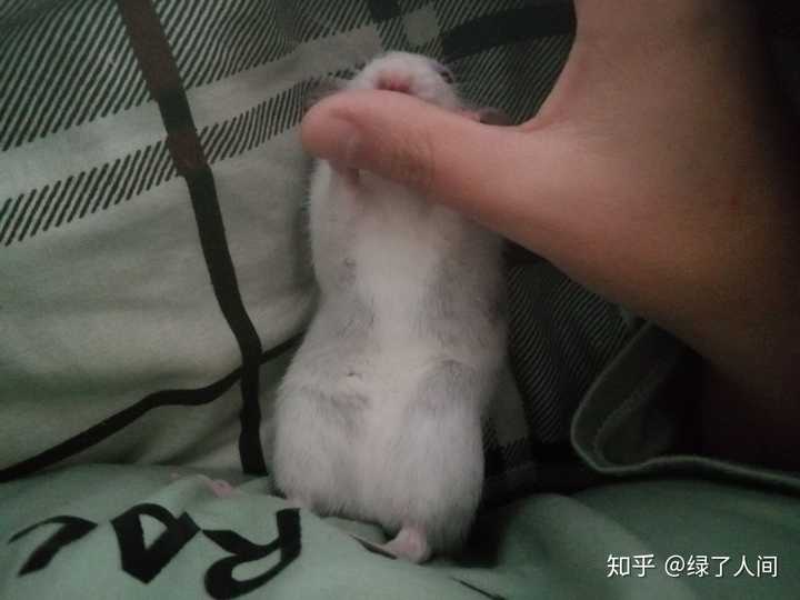 花枝鼠怎么辨别公母?